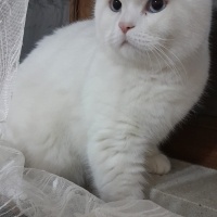 British Shorthair, Kedi  Venüs fotoğrafı