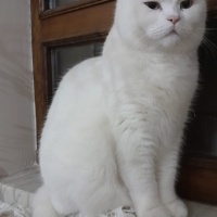 British Shorthair, Kedi  Venüs fotoğrafı