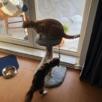 Sarman, Kedi  Limon fotoğrafı