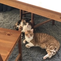 Sarman, Kedi  Limon fotoğrafı