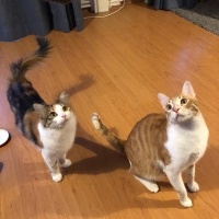 Sarman, Kedi  Limon fotoğrafı