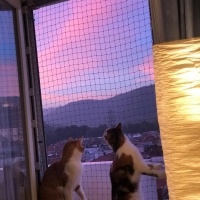 Sarman, Kedi  Limon fotoğrafı
