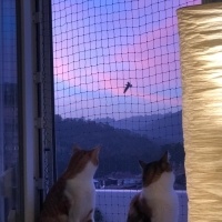 Sarman, Kedi  Limon fotoğrafı