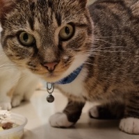 Tekir Kedi, Kedi  Rami fotoğrafı