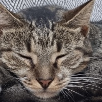 Tekir Kedi, Kedi  Rami fotoğrafı