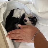 Tuxedo (Smokin) Kedi, Kedi  maske fotoğrafı