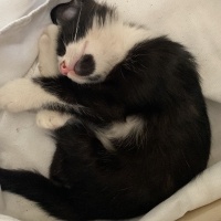 Tuxedo (Smokin) Kedi, Kedi  maske fotoğrafı