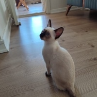 Siyam Kedisi, Kedi  BİHTER fotoğrafı