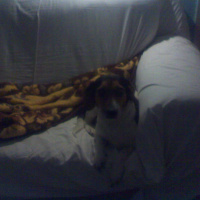 Jack Russell Terrier, Köpek  Lady fotoğrafı