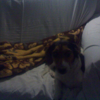 Jack Russell Terrier, Köpek  Lady fotoğrafı