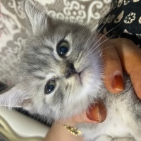 British Shorthair, Kedi  boncuk fotoğrafı