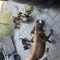 Belçika Malinois, Köpek  Belcıka kurdu fotoğrafı