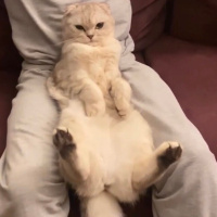 Scottish Fold, Kedi  Ücretsiz scottish fold sahiplendirme fotoğrafı