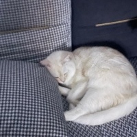 British Shorthair, Kedi  Reçel balım fotoğrafı