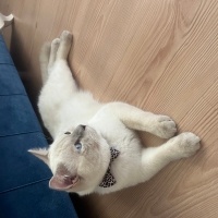 British Shorthair, Kedi  Boncuk fotoğrafı