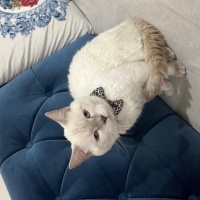 British Shorthair, Kedi  Boncuk fotoğrafı