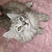 Chinchilla, Kedi  Yavru Chinchilla fotoğrafı