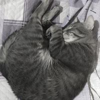 Tekir Kedi, Kedi  Kayra fotoğrafı