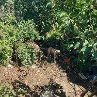 Kangal, Köpek  Boksör fotoğrafı