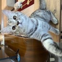 Brazilian Shorthair, Kedi  Küçük fotoğrafı