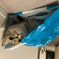 Brazilian Shorthair, Kedi  Küçük fotoğrafı