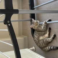 Brazilian Shorthair, Kedi  Küçük fotoğrafı