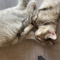 Brazilian Shorthair, Kedi  Küçük fotoğrafı