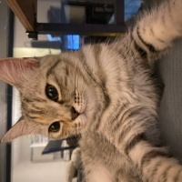 Brazilian Shorthair, Kedi  Küçük fotoğrafı