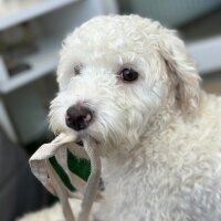 Maltese, Köpek  Dodo fotoğrafı