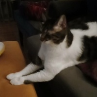 Tekir Kedi, Kedi  Nova fotoğrafı