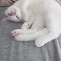British Shorthair, Kedi  Prens fotoğrafı