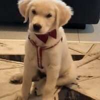 Golden Retriever, Köpek  Başgan fotoğrafı