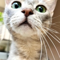 Tekir Kedi, Kedi  Luna fotoğrafı