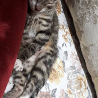 Tekir Kedi, Kedi  Bulut fotoğrafı