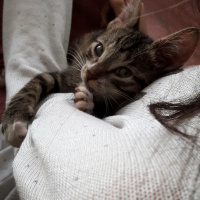 Tekir Kedi, Kedi  Bulut fotoğrafı