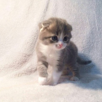 Tekir Kedi, Kedi  Bulut fotoğrafı