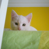 Ankara Kedisi, Kedi  Coco fotoğrafı