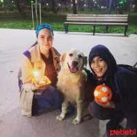 Golden Retriever, Köpek  paşa fotoğrafı