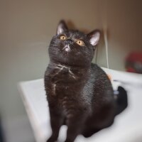 Scottish Fold, Kedi  Frida fotoğrafı