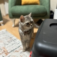 British Shorthair, Kedi  Gofret fotoğrafı
