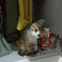 Tekir Kedi, Kedi  Bambi fotoğrafı