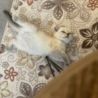 Scottish Fold, Kedi  Bihter fotoğrafı