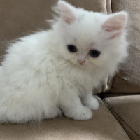 British Longhair, Kedi  Bebiş fotoğrafı