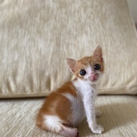 Tekir Kedi, Kedi  PAYTAK fotoğrafı