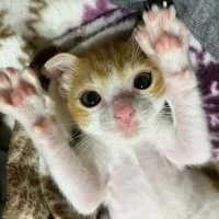 Tekir Kedi, Kedi  PAYTAK fotoğrafı