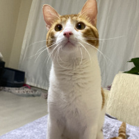 Tekir Kedi, Kedi  PAYTAK fotoğrafı