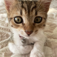 Tekir Kedi, Kedi  Boncuk fotoğrafı