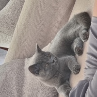 British Shorthair, Kedi  . fotoğrafı
