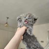 British Longhair, Kedi  british longhair ve shorthair fotoğrafı