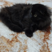 Scottish Fold, Kedi  Mortıl fotoğrafı